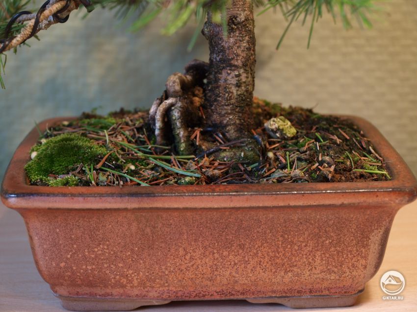 Мое хобби: растущий бонсай!