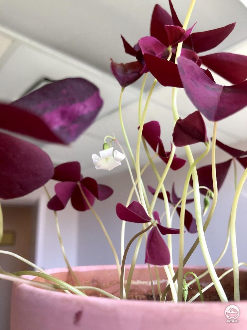 Цветущий черный клевер или кислица треугольная.