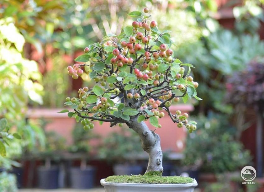 Бонсай: Яблоня Лесная Бонсай: Яблоня лесная с плодами