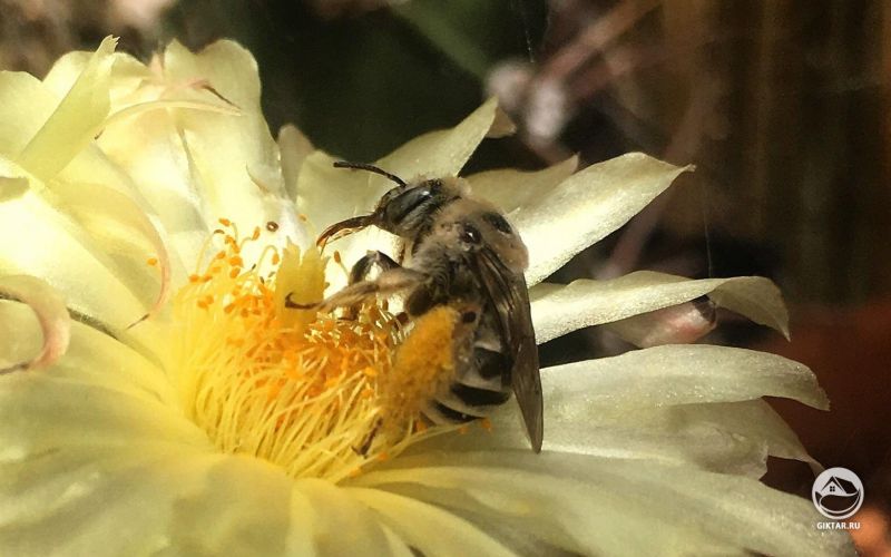 Астрофитум цветет и привлекает опылителей .