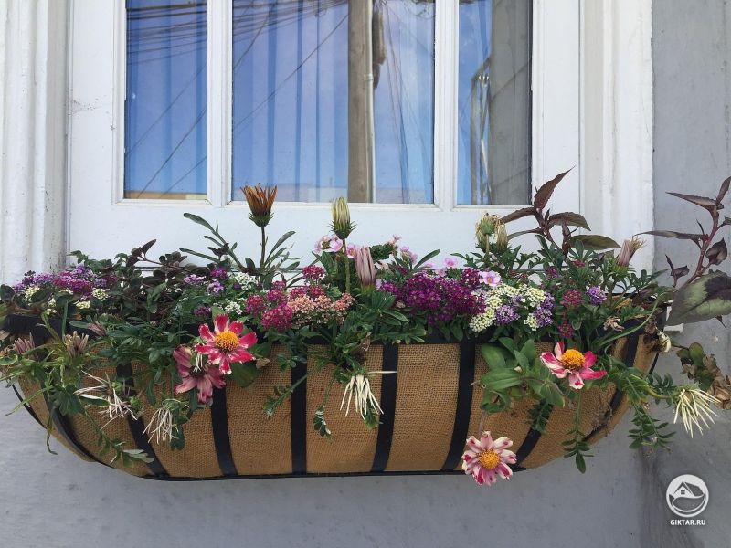 Мой маленький сад с однолетниками