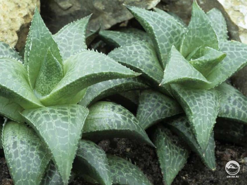 хавортия мозаичная хавортия мозаичная - суккулент с плотной розеткой из мясистых треугольных листьев с мозаичным узором