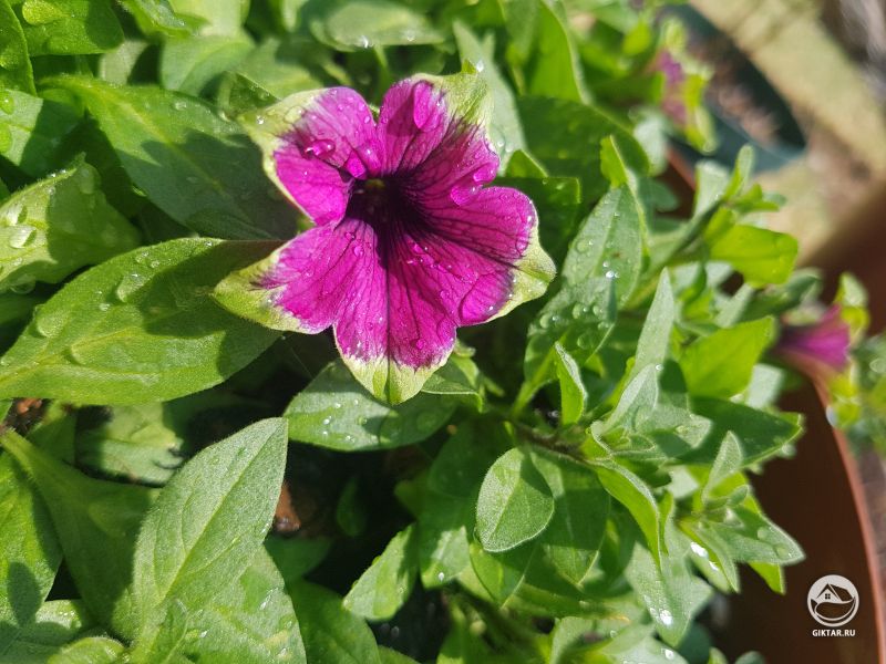 Прекрасная петуния - малиновые цветки с зелеными кончиками лепестков