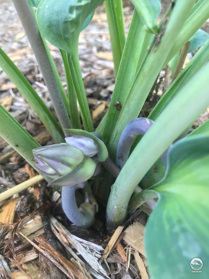 Причудливые цветки хосты