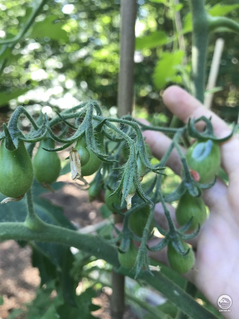 Томаты пока зеленые, но скоро созреют.