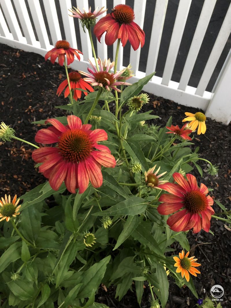 Мои эхинацеи. Я люблю такие цвета!