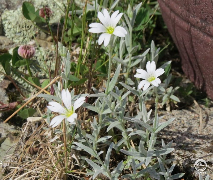 ясколка Биберштейна ясколка Биберштейна