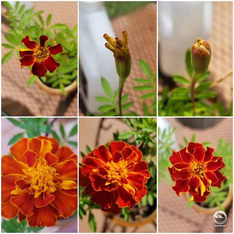 Мои бархатцы цветут! Люблю то, как они меняются!