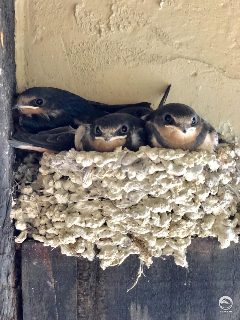 Птенцы ласточки родились несколько дней назад в гнезде на моем сарае, я считаю их частью своего сада.