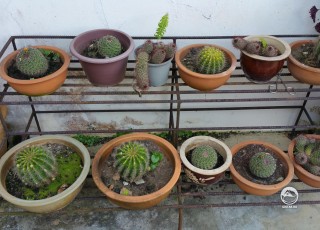 Коллекция кактусов моей тети.