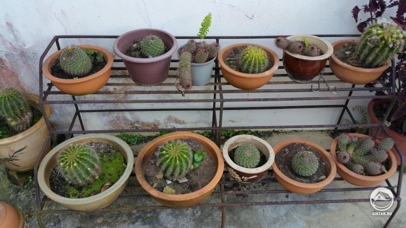 Коллекция кактусов моей тети.