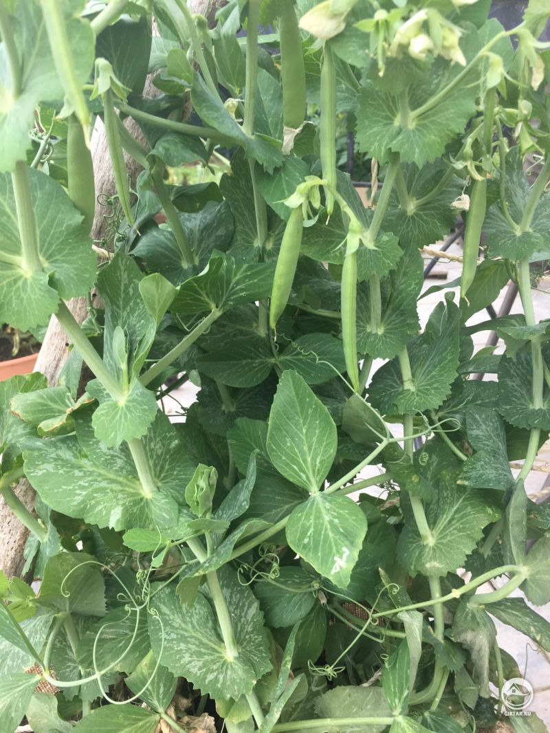 Стручки сахарного гороха