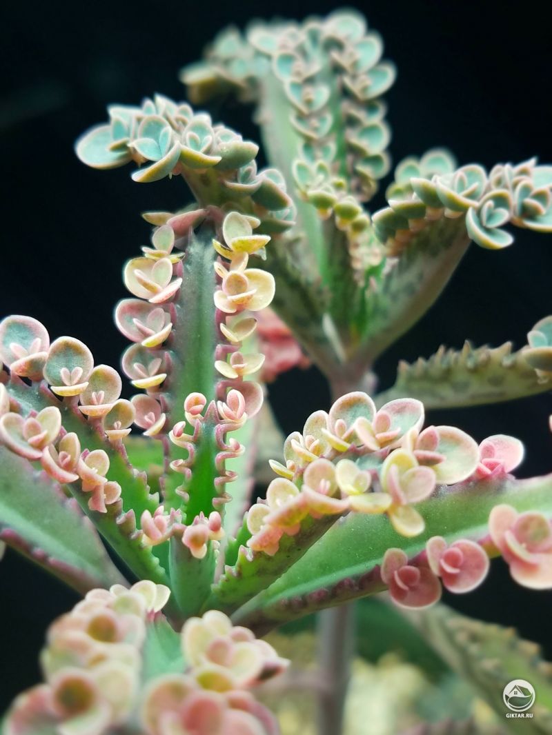 Каланхоэ дегремона "Розовые бабочки"