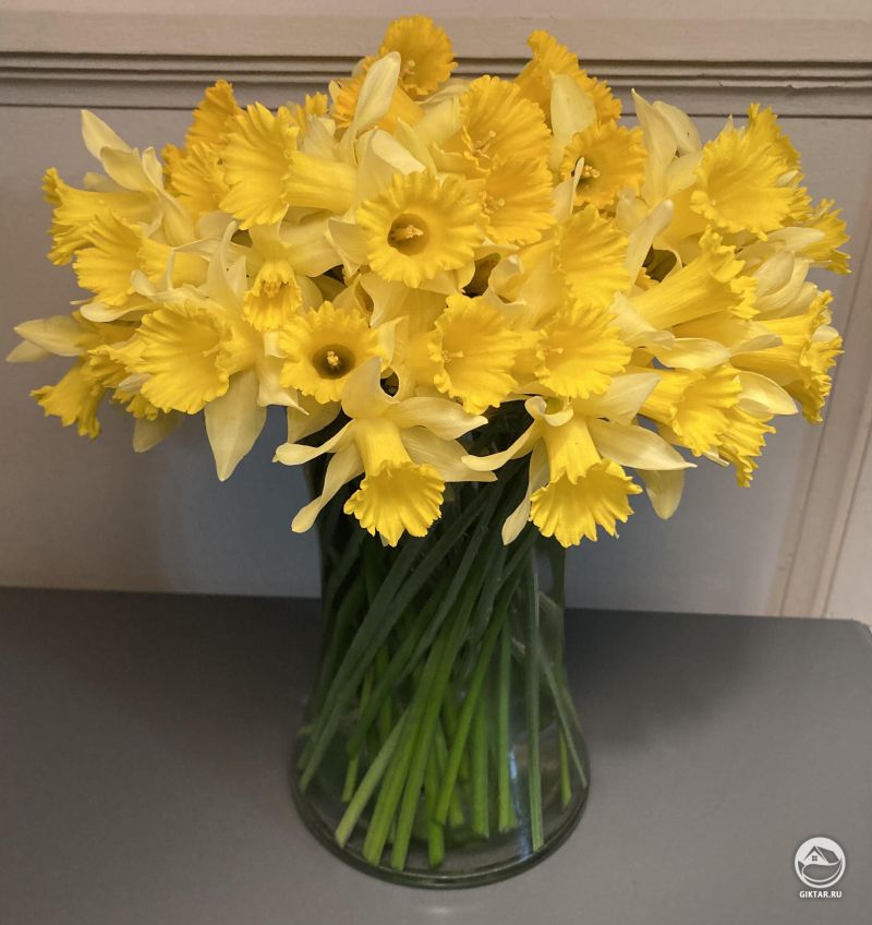 Желтые нарциссы - мои любимые