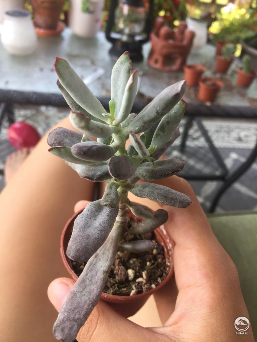 Помогите опознать суккулент