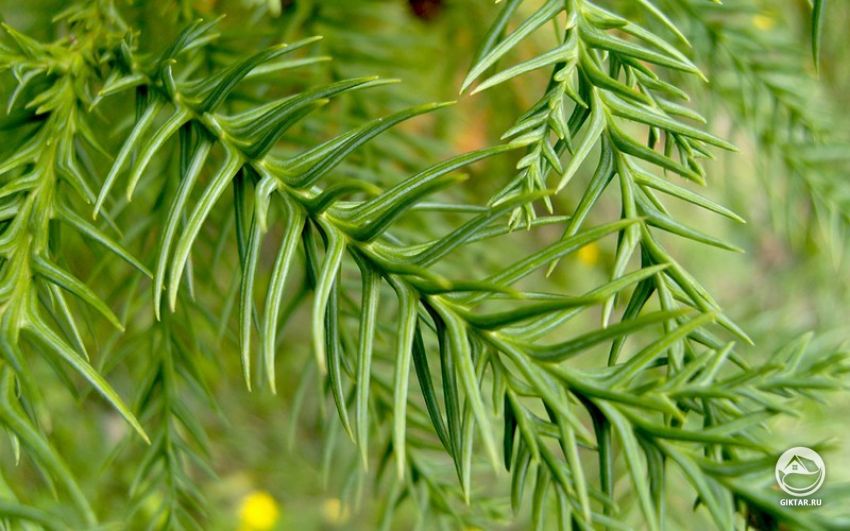 Криптомерия японская. Хвоя. Хвоя японской криптомерии крупным планом.