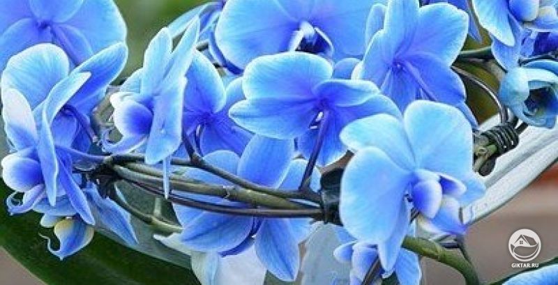 Cиний Дендробиум