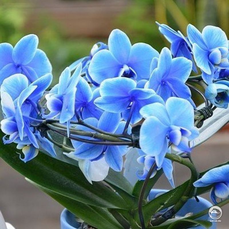 Cиний Дендробиум