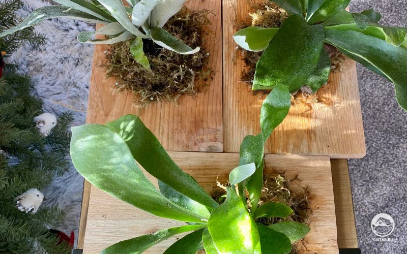 Платицериум