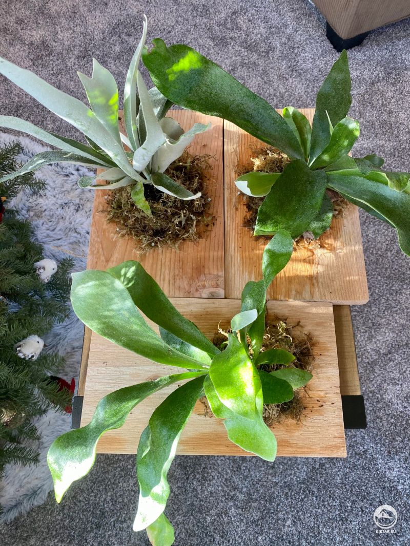 Платицериум