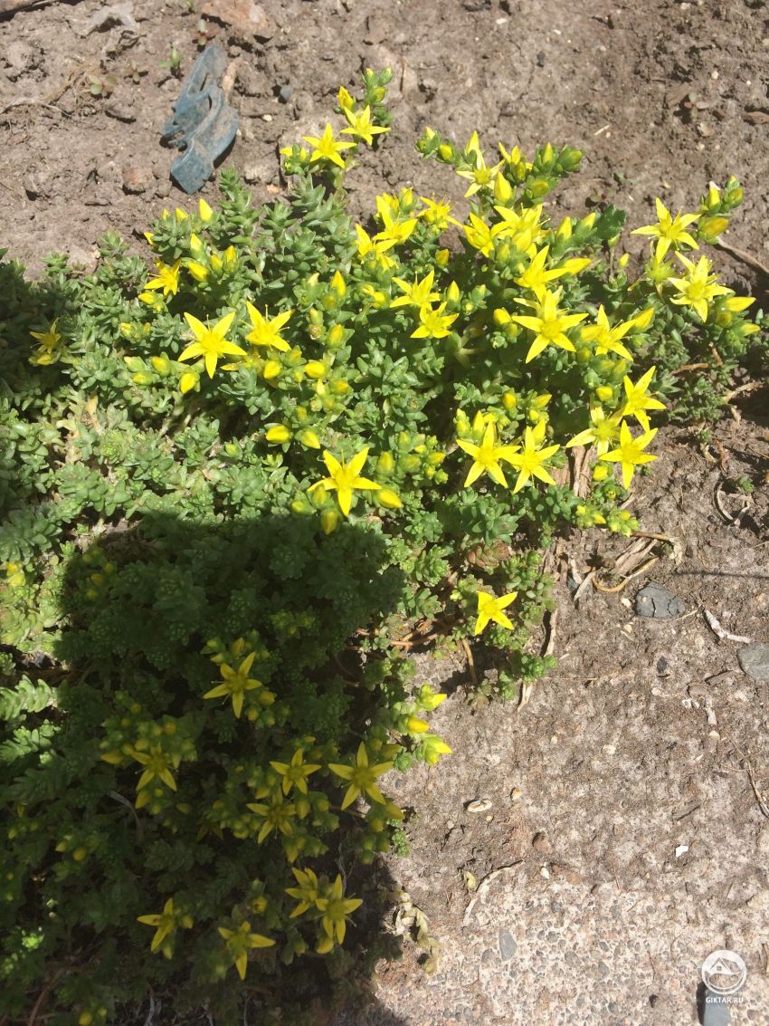 Что это за пятилепестковый суккулент?