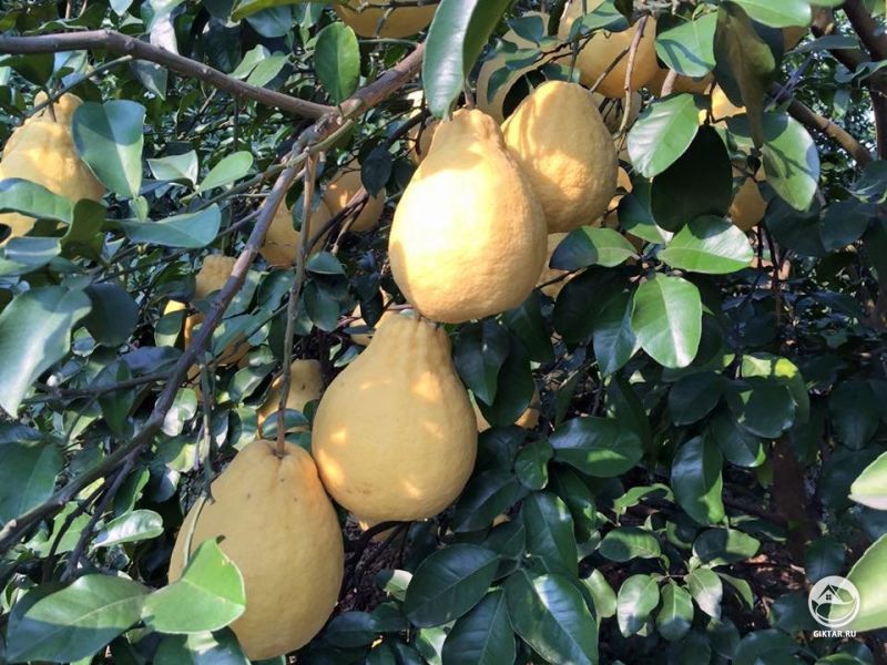 Вырастила помело "Shatian" у себя в сад.