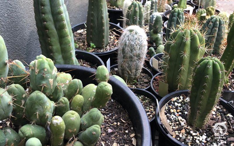 Трихоцереус и друзья
