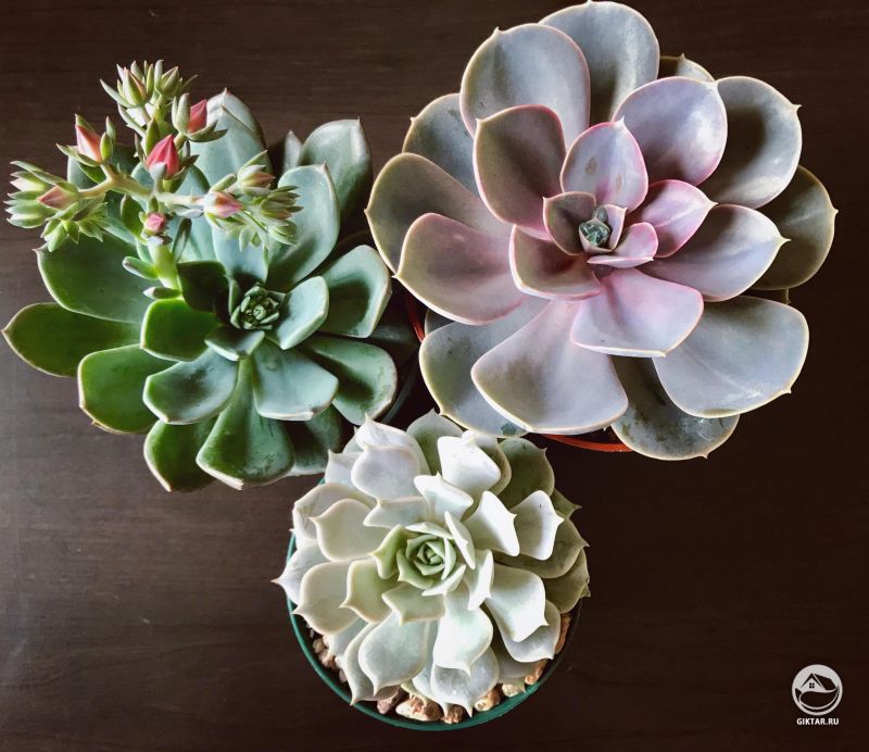 Новейшие дополнения к моей коллекции!