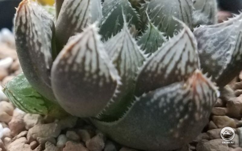 Хавортия Купера сорт Gordoniana