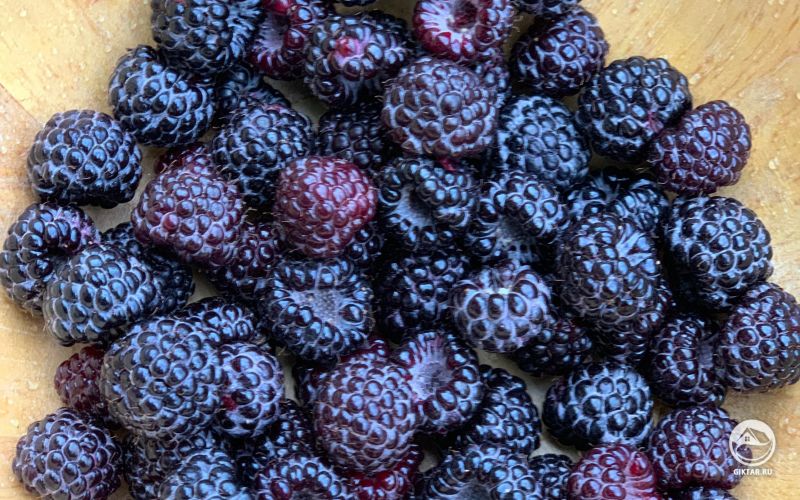 Черная малина