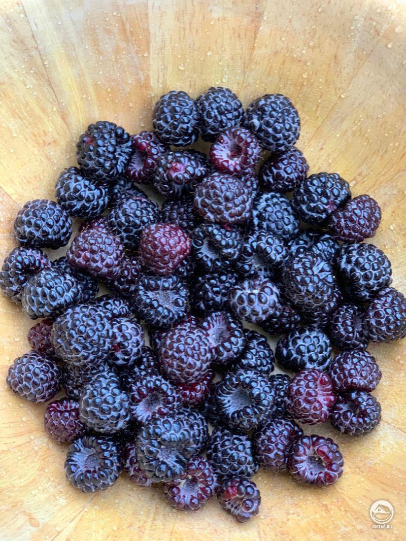 Черная малина