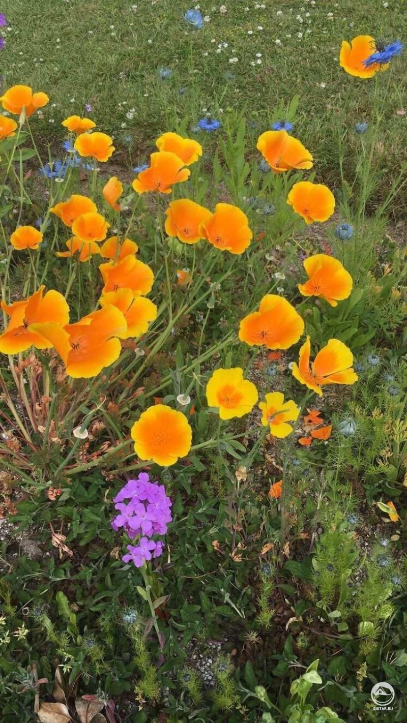 Калифорнийские маки в цвету.