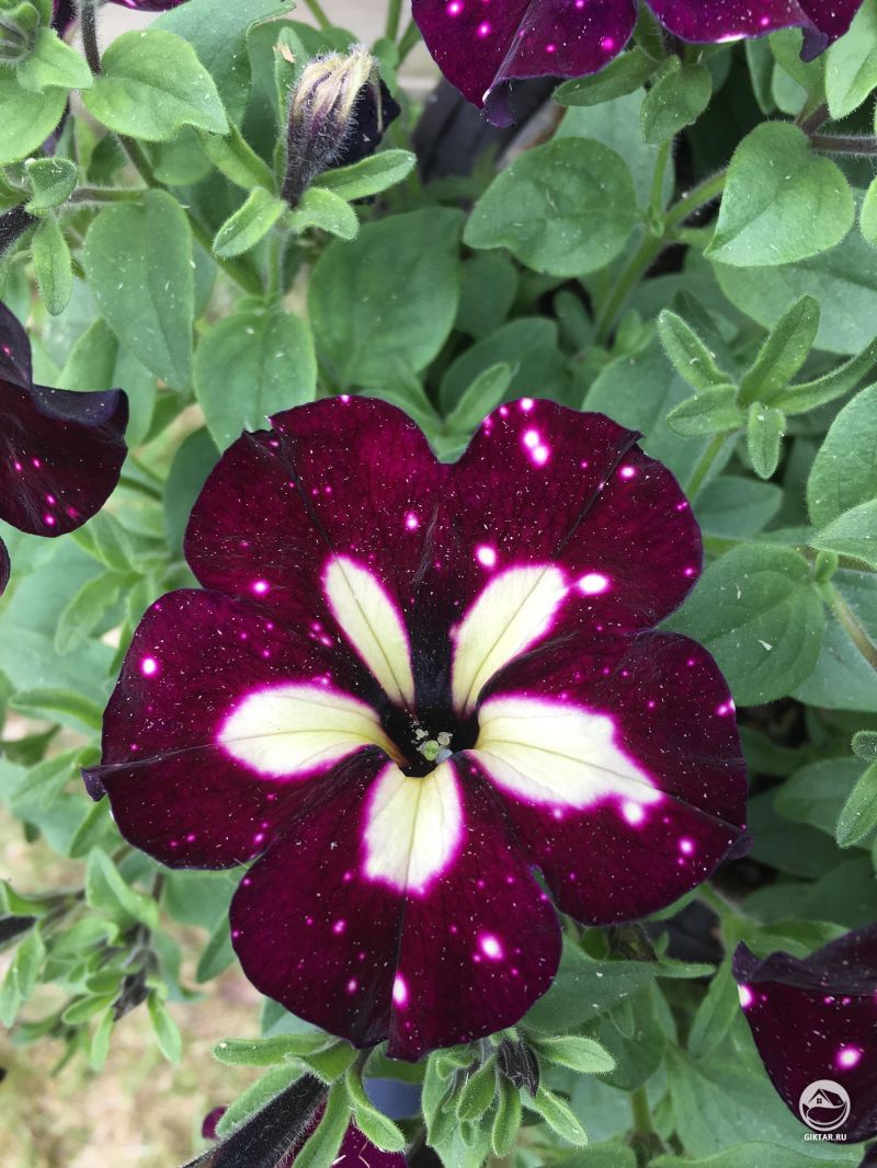 Петуния. Всегда поражаюсь, когда вижу эти цветы