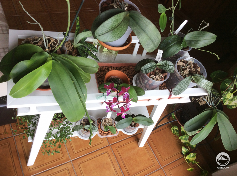 Моя коллекция фаленопсисов