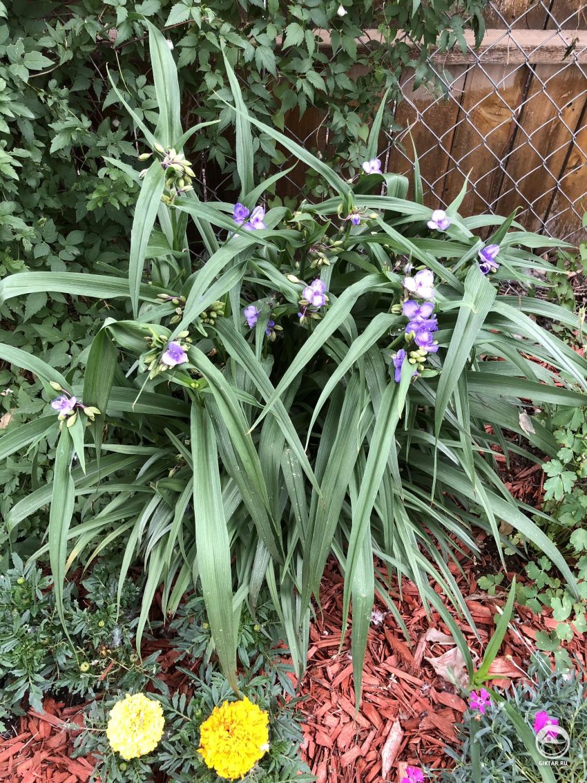 Пожалуйста, помогите идентифицировать этот цветок