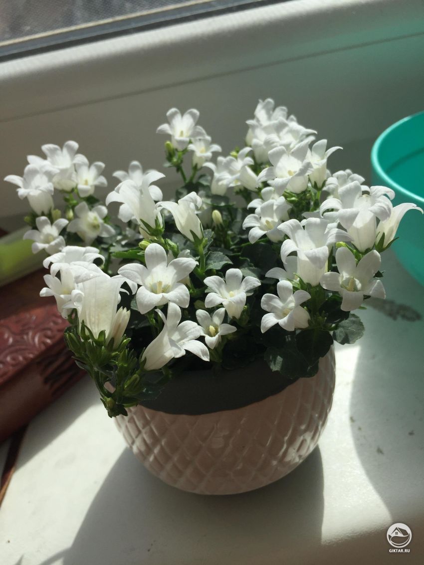 Что это за цветы ?