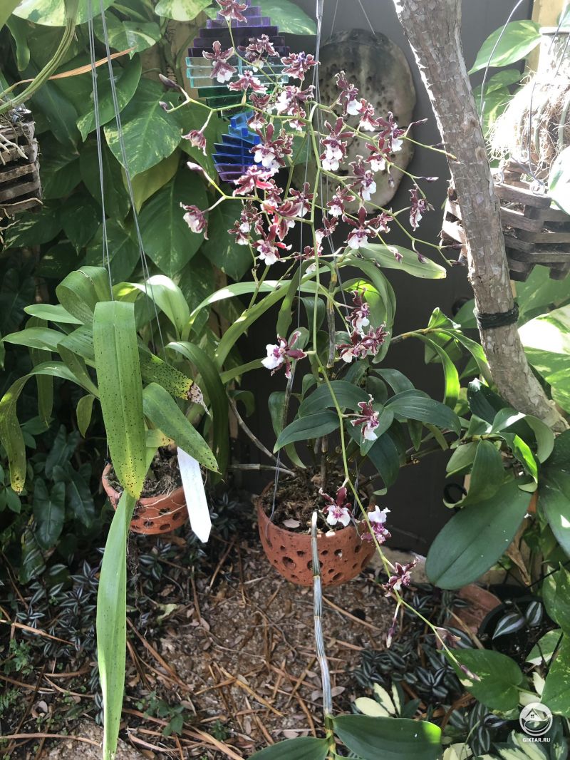 Онцидиум Sharry Baby