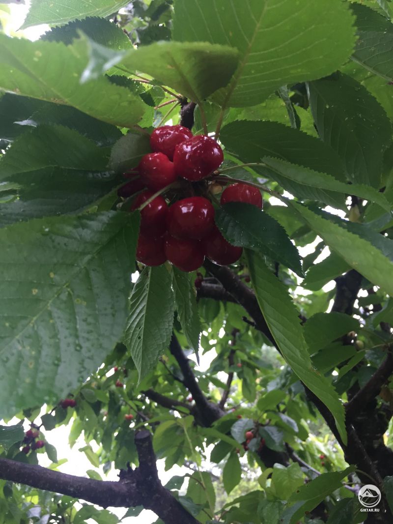 Вишневое дерево с вишенками