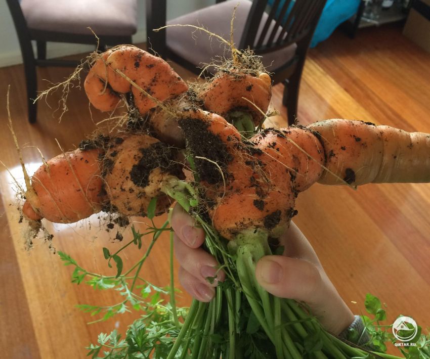 Почему морковь выросла корявая