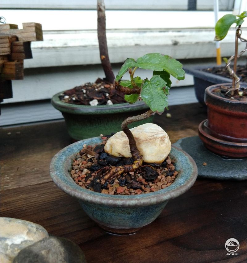 Инжир из семечки - это его вторая весна.