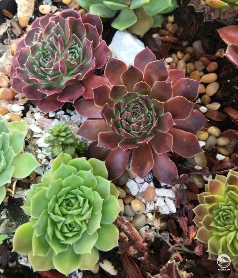 Молодило разных сортов (Семпервивум)