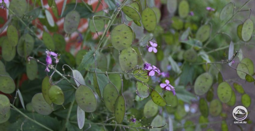 Лунная трава фото Лунная трава фото