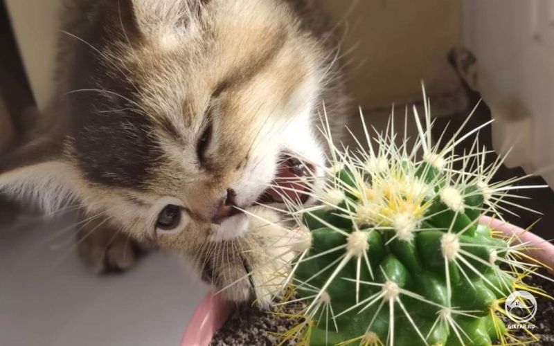 За секунду, до...