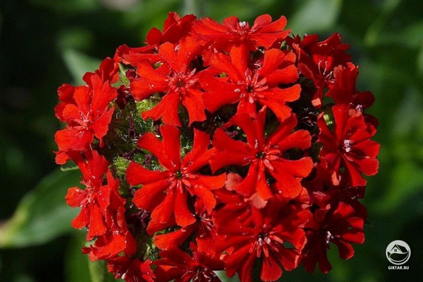 Лихнис (или зорька) Лихнис (или зорька)