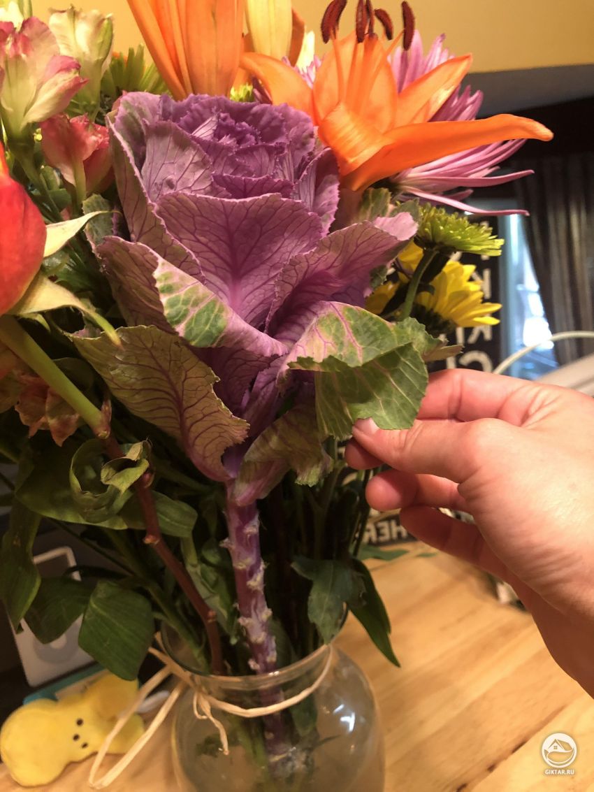 Кто-нибудь знает, что эта фиолетовая капуста?