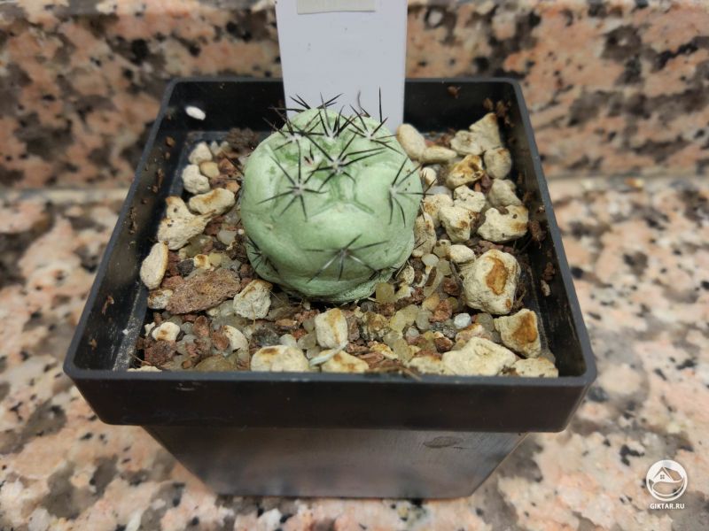 Ортегокактус