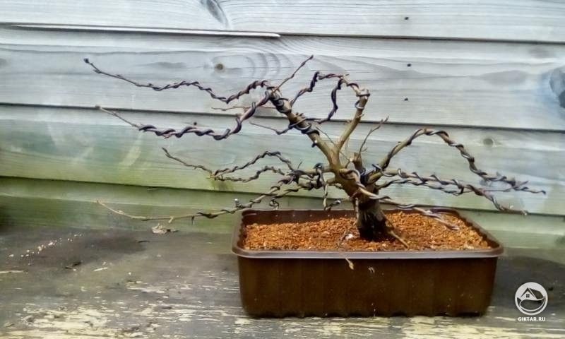 Граб с проводками