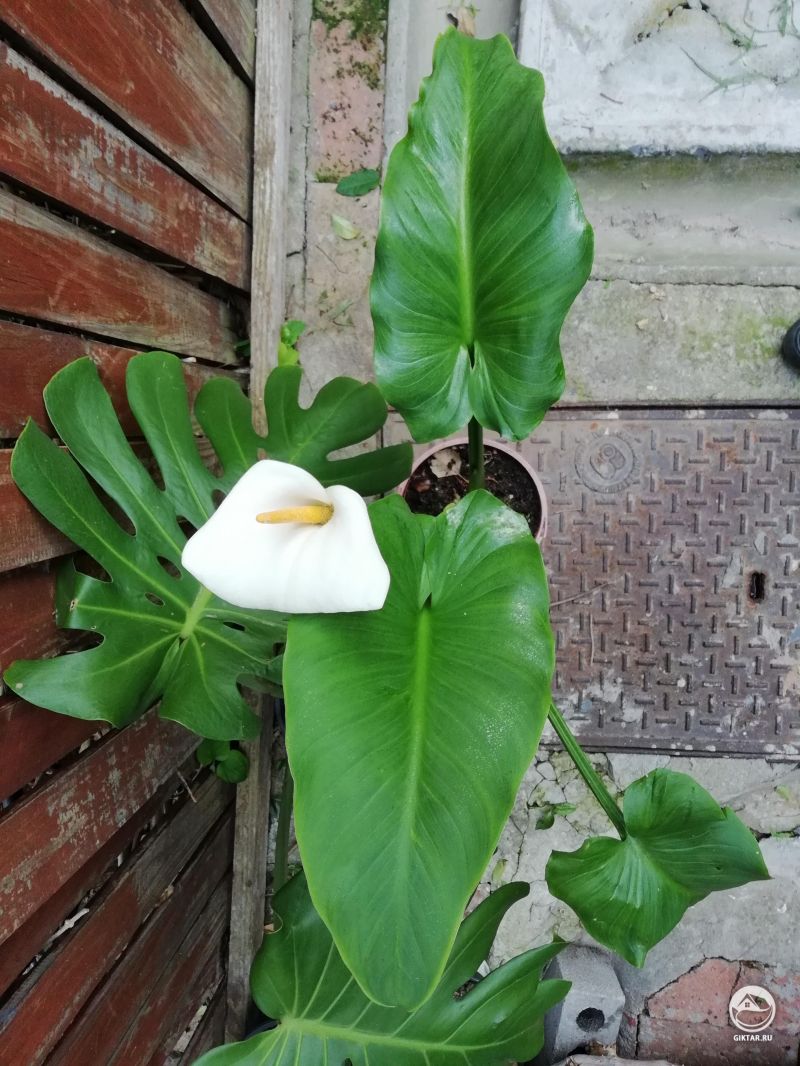 Моя водяная лилия расцвела после переезда на свежий воздух.