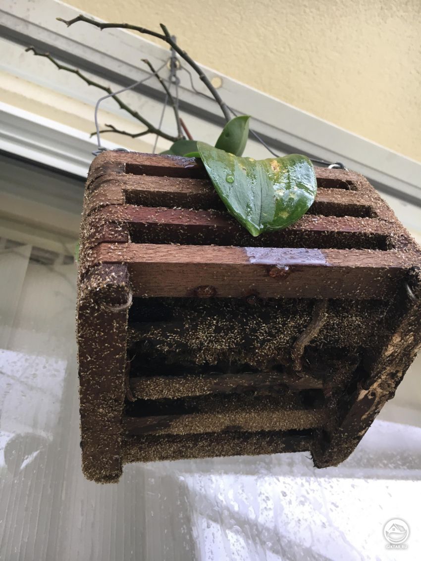 Муравьи напали на орхидею - что делать ?