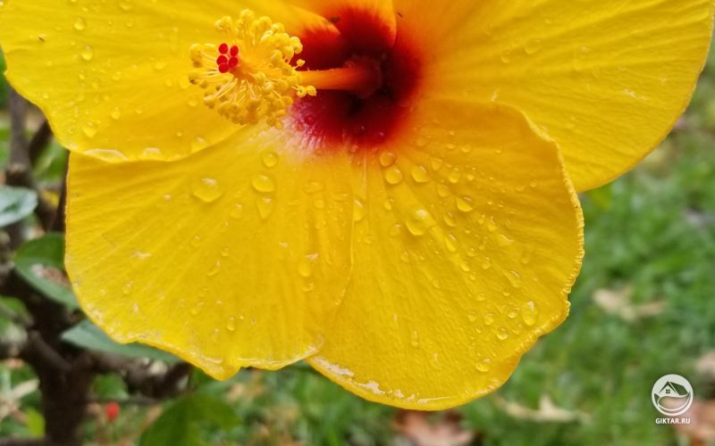 Желтый цветок гибискуса.